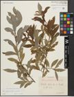 Foto von Salix appendiculata Vill. x Salix purpurea L.